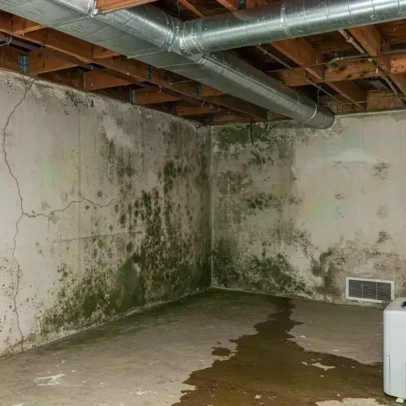 Professional Mold Removal in Jonesboro, IL